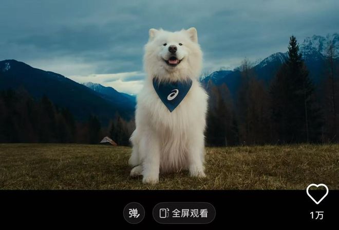 比人还自律？宠物“占领”瑜伽馆、游泳池连专属健身房都有！(图1)