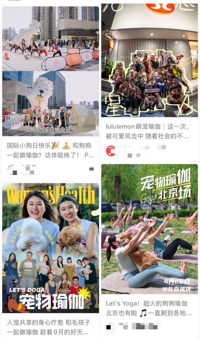 比人还自律？宠物“占领”瑜伽馆、游泳池连专属健身房都有！(图3)