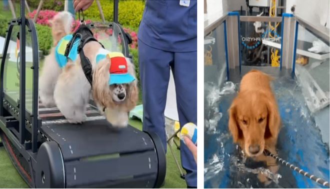 比人还自律？宠物“占领”瑜伽馆、游泳池连专属健身房都有！(图6)